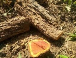 संगमेश्वर : मुरादपूर येथे 3 लाख 60 हजार किमतीच्या खैर चोरीला