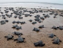 रत्नागिरी : गावखडीत ऑलिव्ह रिडलेची 1400 अंडी संरक्षित, कासवमित्रांसह कांदळवन विभागाची देखरेख