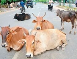 रत्नागिरी : मांडवी नाका परिसरात उनाड गायीचा हल्ला, महिला गंभीर जखमी