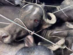 चिपळूण : अवैध पशुवाहतुकीवर पोलिसांची कारवाई, 14 लाखांच्या मुद्देमालासह 7 म्हशी, एका गाईची सुटका