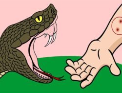 मंडणगड : नर्सरीमध्ये काम करताना सर्पदंश; 30 वर्षीय महिलेचा मृत्यू