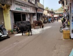 दापोली : शहरात उनाड गुरांचा हैदोस, व्यापारी आणि ग्राहक हैराण