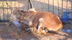 हर्णै : रेबीज बैलाच्या हल्ल्यात 8 जखमी, दोघांची प्रकृती गंभीर