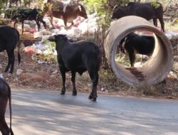 दापोली : काळकाई कोंड परिसरात कचऱ्याचं साम्राज्य, उघड्यावर प्लास्टिक कचरा, गुरांच्या जीवितास धोका, दापोली नगरपालिका देणार का लक्ष ?