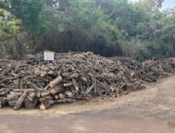 संगमेश्वर : अवैध लाकूड साठा जप्त, ट्रकसह एक लाख 96हजारांचा मुद्देमाल ताब्यात