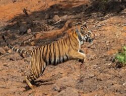 चिपळूण : नांदिवसेच्या डोंगरकपारीतवाघीणीची डरकाळी