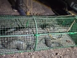 चिपळूण : कापसाळ-फणसवाडी परिसरात लोकवस्तीत शिरली 8 फुटी मगर