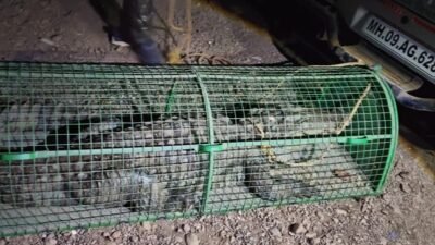 चिपळूण : कापसाळ-फणसवाडी परिसरात लोकवस्तीत शिरली 8 फुटी मगर