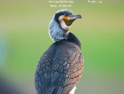 रत्नागिरीत रंगणार पहिले ‘पक्षी मित्र संमेलन’