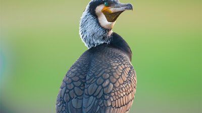 रत्नागिरीत रंगणार पहिले ‘पक्षी मित्र संमेलन’