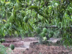 कोकण : आंबा बागायतदार आर्थिक संकटात, कोकणात पहिल्या टप्प्यात आंब्याला 10 टक्केही फळधारणा नाही