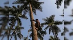 राजापूर : नारळाच्या झाडावरून पडून वृद्धाचा मृत्यू