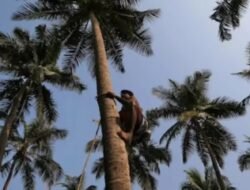 राजापूर : नारळाच्या झाडावरून पडून वृद्धाचा मृत्यू