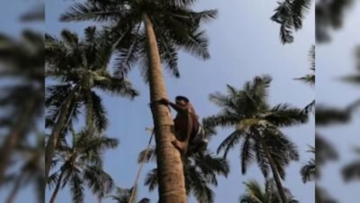 राजापूर : नारळाच्या झाडावरून पडून वृद्धाचा मृत्यू