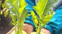 दापोली : उद्यानविद्या महाविद्यालयाच्या प्रक्षेत्रावर एक्झॉटिक ‘टर्निप’ची यशस्वी शेती