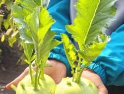 दापोली : उद्यानविद्या महाविद्यालयाच्या प्रक्षेत्रावर एक्झॉटिक ‘टर्निप’ची यशस्वी शेती