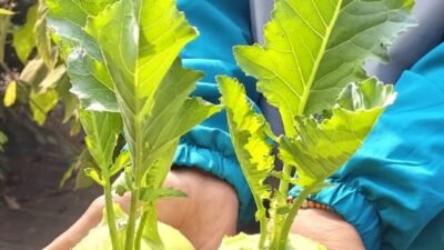 दापोली : उद्यानविद्या महाविद्यालयाच्या प्रक्षेत्रावर एक्झॉटिक ‘टर्निप’ची यशस्वी शेती