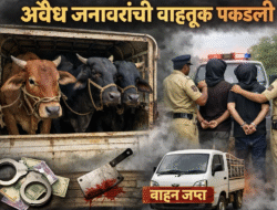 राजापूर : अवैध जनावरांची वाहतूक राजापूर पोलिसांची पकडली