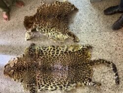 रत्नागिरी : बिबट्याच्या कातड्यांची तस्करी उघड; चार जण ताब्यात, आलिशान कार जप्त