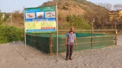 दापोली : मुरुड किनाऱ्यावर ‘ऑलिव्ह रिडले’ कासवांच्या 46 अंड्यांचे यशस्वी संवर्धन