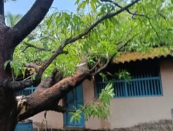 चिपळूण : अवकाळी पावसाचा तडाखा, तळसर बौद्धवाडी येथे संदीप मोहिते यांच्या घरावर झाड कोसळले