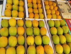 रत्नागिरी : बाजारात हापूस आंब्याची आवक वाढली, दरात घट, ग्राहकांना दिलासा