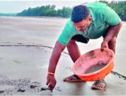 रत्नागिरी : भाट्ये किनाऱ्यावरून कासवांच्या पिल्लांची समुद्राकडे धाव 🐢