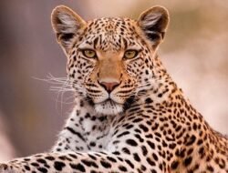 चिपळूण : टेरव गावात बिबट्याची दहशत ​वनविभागाने तातडीने कारवाईची मागणी