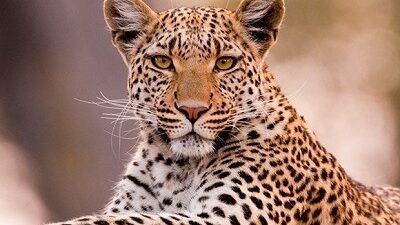 चिपळूण : टेरव गावात बिबट्याची दहशत ​वनविभागाने तातडीने कारवाईची मागणी