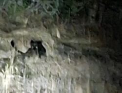 गुहागर : तालुक्यातील खोडदे येथे ब्लॅक पँथरचे दर्शन