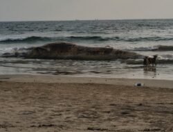 रत्नागिरी : आरे-वारे समुद्रकिनाऱ्यावर आढळला महाकाय व्हेल माशाचा मृतदेह