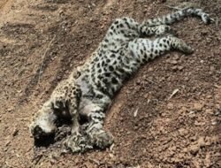 लांजा : अज्ञात वाहनाच्या धडकेत बिबट्याच्या बछड्याचा मृत्यू