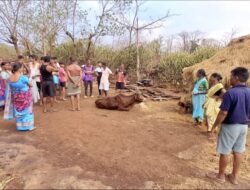 दापोली : अवकाळी पावसाचा तडाखा; पालगड परिसरात मुसळधार सरी, गोठा कोसळून बैल जखमी