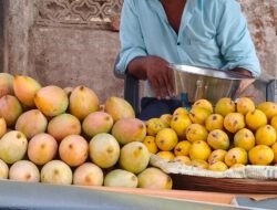 दापोली : बाजारात कर्नाटकी हापूस आंब्यांची आवक