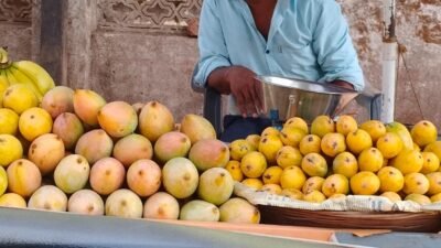 दापोली : बाजारात कर्नाटकी हापूस आंब्यांची आवक