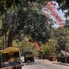 दापोली : विजेचा पोल आणि झाड ‘दोरी’वर टिकले? दापोलीतील अजब दोरीमुळे नागरिक संभ्रमात, अपघाताची भीती