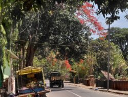 दापोली : विजेचा पोल आणि झाड ‘दोरी’वर टिकले? दापोलीतील अजब दोरीमुळे नागरिक संभ्रमात, अपघाताची भीती