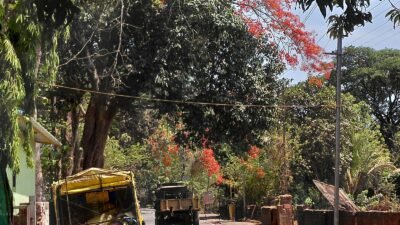 दापोली : विजेचा पोल आणि झाड ‘दोरी’वर टिकले? दापोलीतील अजब दोरीमुळे नागरिक संभ्रमात, अपघाताची भीती