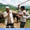 चिपळूण : म्हशींवरून वाद, शेतकऱ्याला काठीने मारहाण, जीवे मारण्याची धमकी