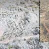 लांजा : कांटे गावात अश्मयुगीन कातळशिल्पांचा अनमोल ठेवा; ५ ठिकाणी सापडली ६७ दुर्मीळ शिल्पे