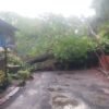 दाभोळमध्ये मुसळधार पावसाचा तडाखा, मध्यरात्री भलंमोठं आंब्याचं झाड कोसळले, लोकमान्य टिळक विद्यालयासमोरील रस्ता बंद