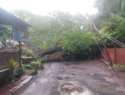 दाभोळमध्ये मुसळधार पावसाचा तडाखा, मध्यरात्री भलंमोठं आंब्याचं झाड कोसळले, लोकमान्य टिळक विद्यालयासमोरील रस्ता बंद