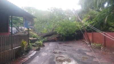 दाभोळमध्ये मुसळधार पावसाचा तडाखा, मध्यरात्री भलंमोठं आंब्याचं झाड कोसळले, लोकमान्य टिळक विद्यालयासमोरील रस्ता बंद