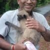 दापोली : ट्रकच्या धडकेत माकड जखमी, बुरोंडीतील सचिन नरळकर यांच्या प्रसंगावधानाने वाचले प्राण