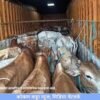 संगमेश्वर : देवरुख येथील जनावरांची अमानुष वाहतूक करणारी तीन वाहने जप्त, पाच जणांवर गुन्हे