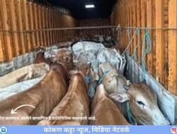 संगमेश्वर : देवरुख येथील जनावरांची अमानुष वाहतूक करणारी तीन वाहने जप्त, पाच जणांवर गुन्हे