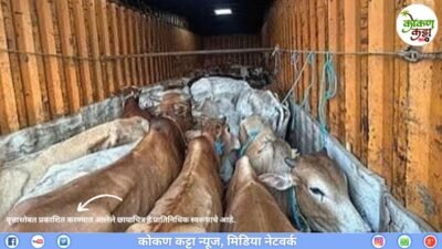 संगमेश्वर : देवरुख येथील जनावरांची अमानुष वाहतूक करणारी तीन वाहने जप्त, पाच जणांवर गुन्हे