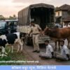 दापोली : जनावरांच्या अवैध वाहतुकीवर पोलिसांची कारवाई, बैल, गाय व पाडीची सुटका, मंडणगड, महाड येथील दोघांना अटक