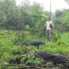दापोली : तुटलेल्या वीजवाहिनीचा शॉक, दोन गाईंचा जागीच मृत्यू