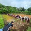 दाभोळ : कोळथरे येथे चारसूत्री भात लागवडीचे प्रात्यक्षिक, आधुनिक तंत्रज्ञानाचा शेतकऱ्यांना परिचय